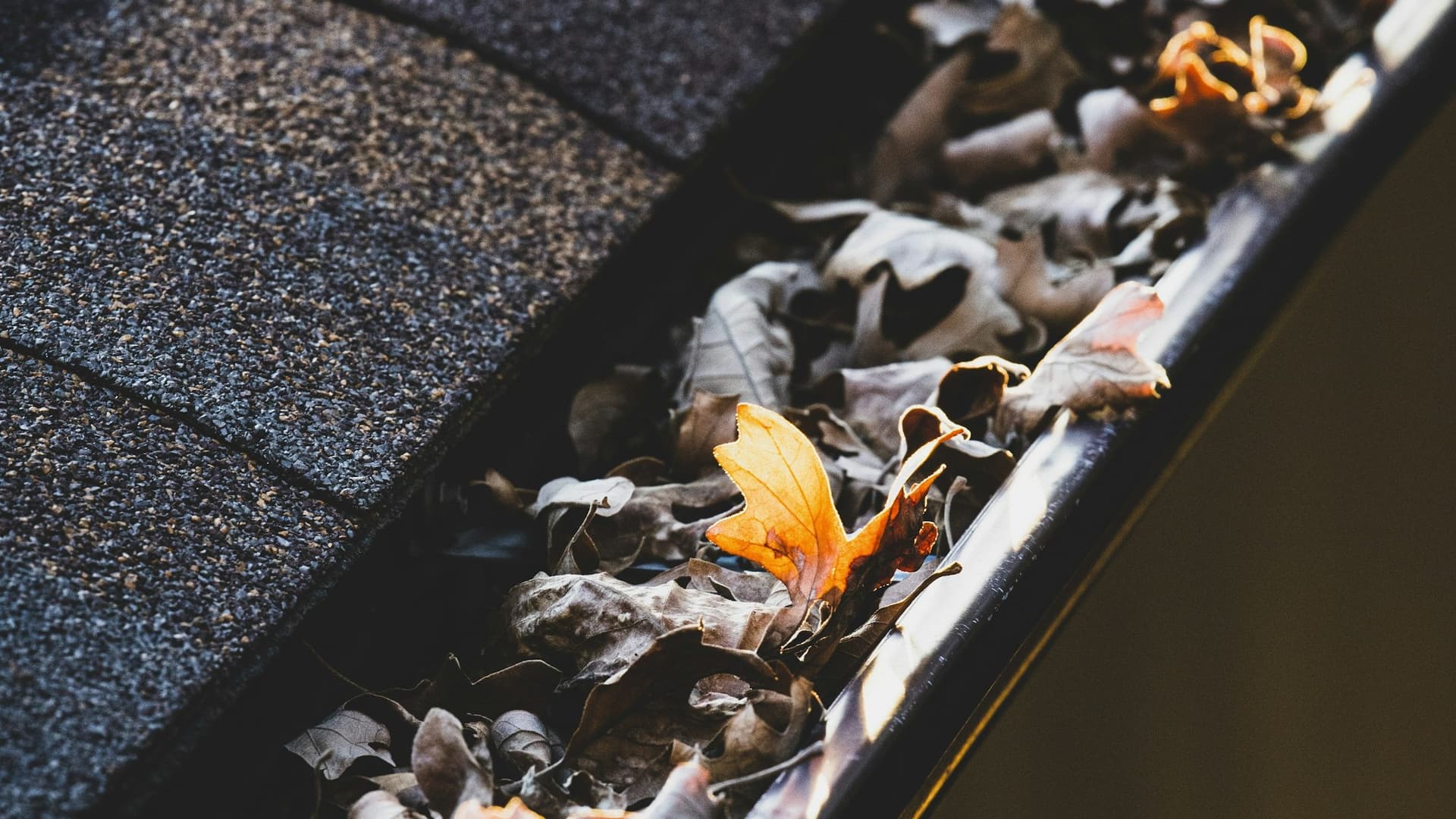 Gouttière encombrée de feuilles mortes